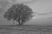 frosted tree