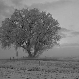 frosted tree von Luut Veenje