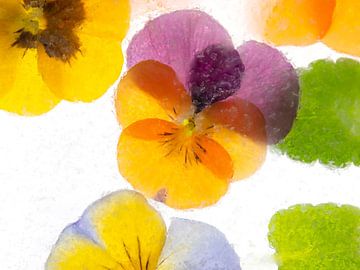 Pansy frozen