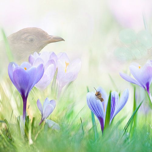 Lente met paarse krokus