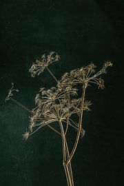 Getrocknete Bergkralle von Lima Fotografie