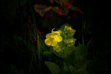 Gelbe Blume von Faucon Alexis
