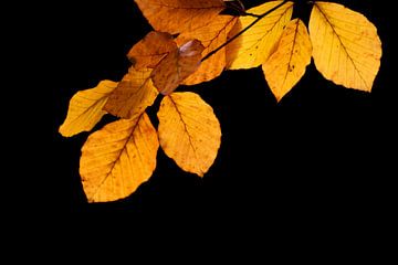 Lichtshow von Josine Claasen