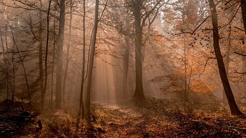 The Speulder Fairytale Forest