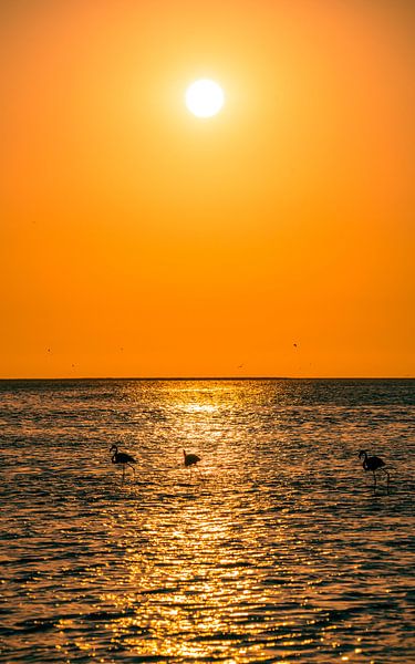 Flamingos at sunset in Walvis Bay Namibia, Africa by Patrick Groß