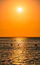 Flamingos at sunset in Walvis Bay Namibia, Africa by Patrick Groß thumbnail