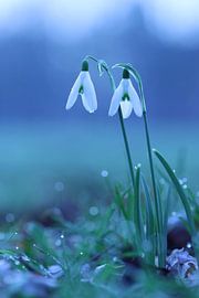 Koppel sneeuwklokjes in de kou van Daniëlle Eibrink Jansen