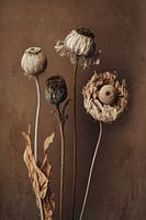 Vier droge bloemen