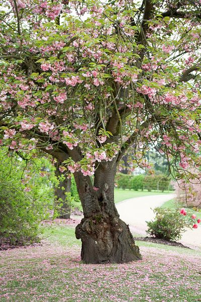 roze boom van marijke servaes