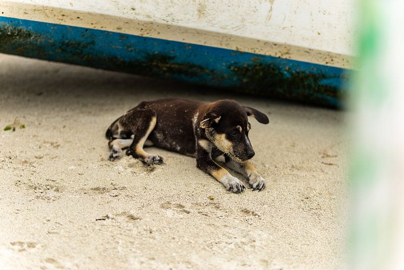 Dog on the beach Lombok by Dieuwertje Van der Stoep