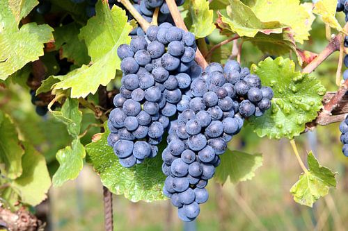 Saftige Dolden am Rebstock