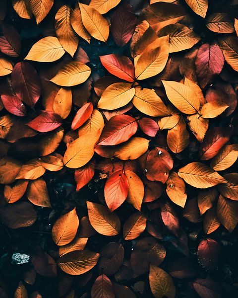 Ambiance automnale par fernlichtsicht