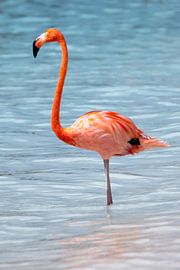 Flamingo by Humphry Jacobs