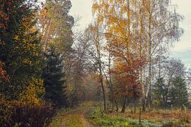 Country lane with autumnal trees near the Schwackenreuter lakes near Mühlingen by BlattArt - Christine Horn