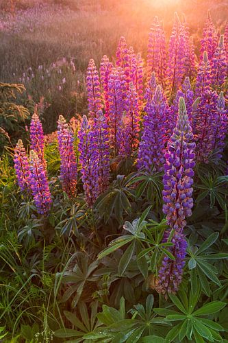 Lupines in the first light