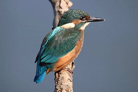 IJsvogel von Wierd Koops