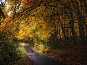 Straße durch Herbstlandschaft