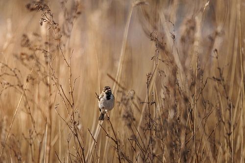 Rietgors zingend in riet, vogel in natuur met warme tinten van Melissa Peltenburg