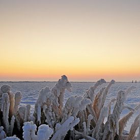 Horse of Marken in winter by John Leeninga