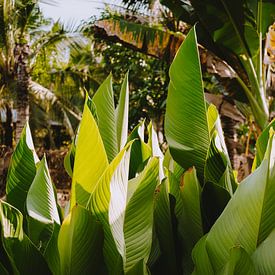 L'art de feuilleter sur Jesse Wensing