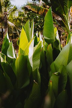 Leaf art by Jesse Wensing