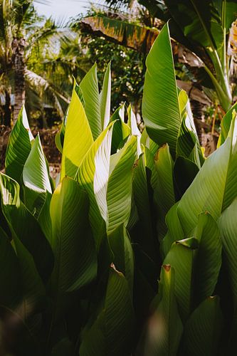 Bladerkunst van Jesse Wensing