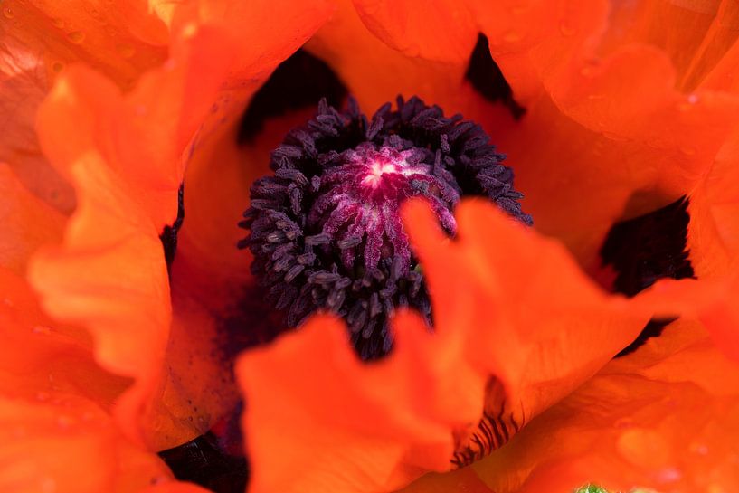 Blonde Image : Poppy by Blond Beeld