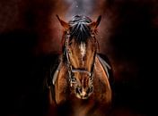 Mooie paarden van Peter Roder thumbnail