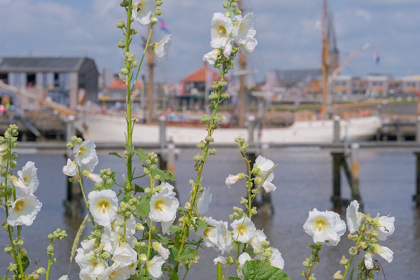 Hollyhocks by Ynze Braaksma