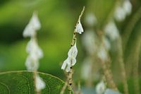 Weiße hängende Blume auf einem Stiel