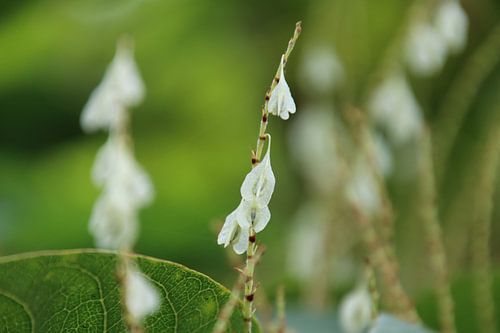 Weiße hängende Blume auf einem Stiel