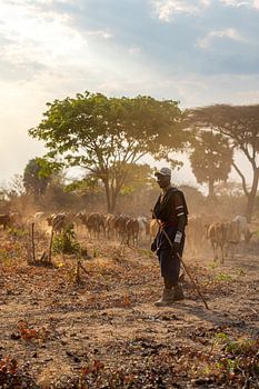 Massai hüten ihr Vieh von Hand durch die staubige Landschaft Tansanias