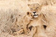 Schmusende Löwin mit Jungtier in Botswana von Simone Janssen Miniaturansicht