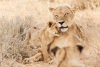 Cuddling lioness with cub in Botswana