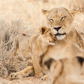 Schmusende Löwin mit Jungtier in Botswana von Simone Janssen