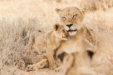 Schmusende Löwin mit Jungtier in Botswana von Simone Janssen