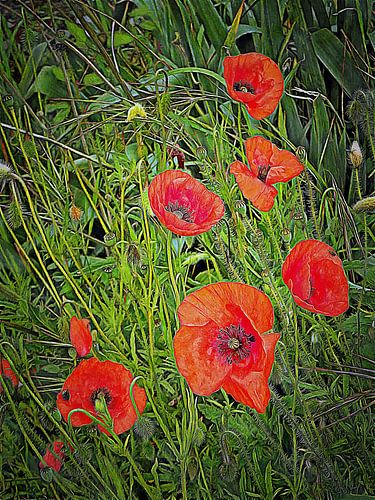 Rode klaprozen begroeten de dag