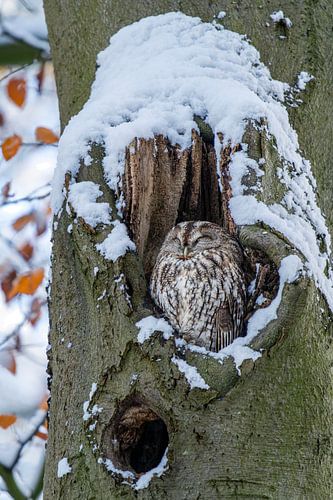 Chouette hulotte dans un arbre creux sous la neige.