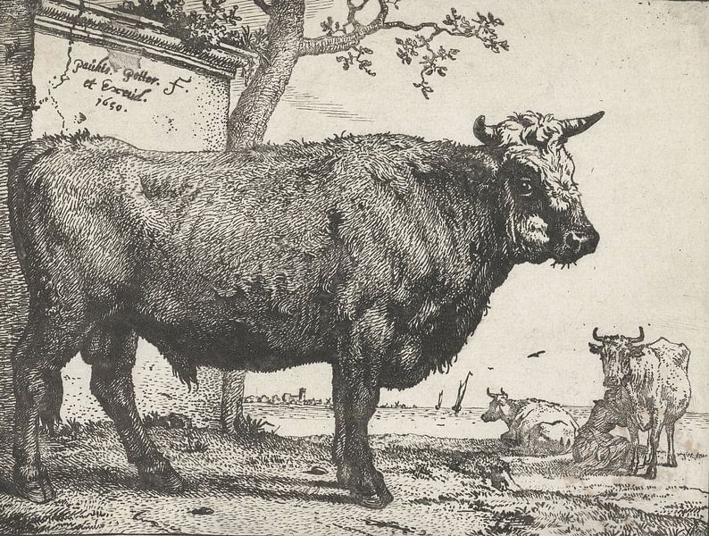 Bull, Paulus Potter, 1650. von Vintage en botanische Prenten