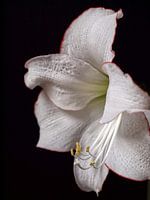 Amaryllis blanc