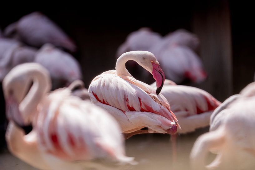 Elegant flamingo in the group by Bob Mans