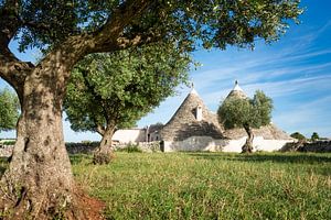 Trulli huisjes onder een oude olijfboom