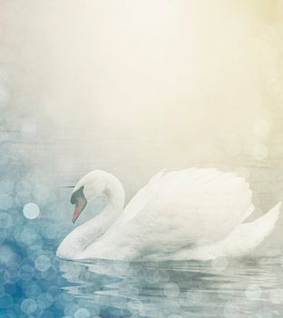 Schwan auf dem See mit sanftem Bokeh-Licht. Abstrakte Naturlandschaft