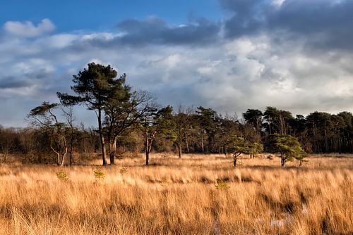 Malpie natuurgebied bij Valkenswaard -  natuur aan de muur