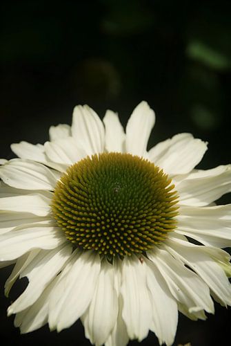 zonnenhoed echinacea