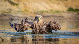 Oog in oog met een badderende Zeearend van Arjan Warmerdam