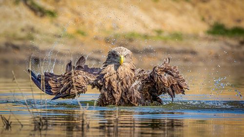 Oog in oog met een badderende Zeearend
