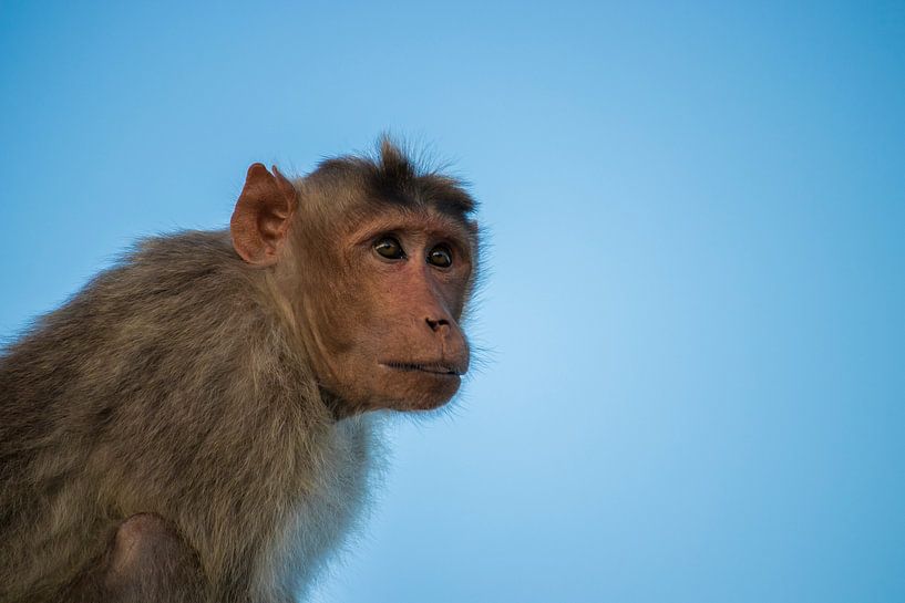 Monkey by Jan-Willem van Vulpen