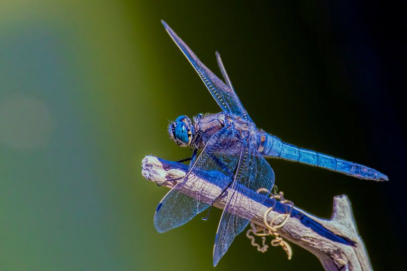 Libelle von Chantalla Photography
