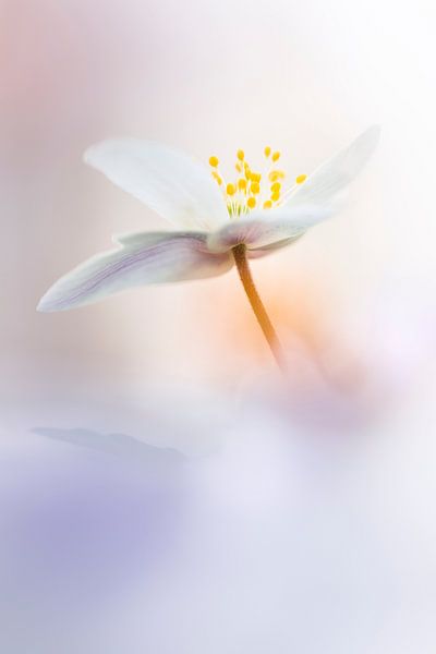 Méditation par Bob Daalder